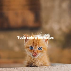 Todo sobre los gatos - Soft Jazz Romance