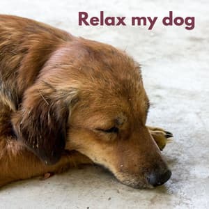 Dog Chill - Pet Music Therapy