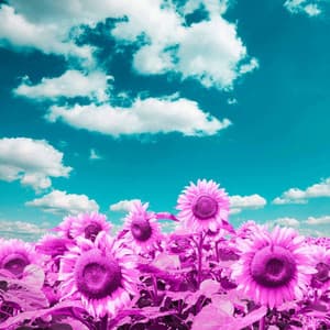 Backdrop for Studying Legends - Piano Duo - Smooth Jazz New York Collective