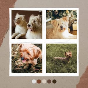 Fun Puppies - Tranquil - Dog Jazz Music