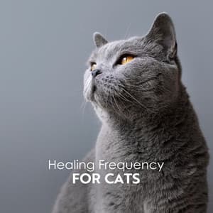 Healing Frequency for Cats: Sound Therapy for Anxious Cat, Reiki Cats Healing, Calm Music for Cats - Cats Music Zone