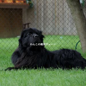 わんこの街用チューン - Jazz & Study Playlist