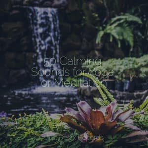50 Calming Sounds for Yoga or Meditation - Calm Music for Studying