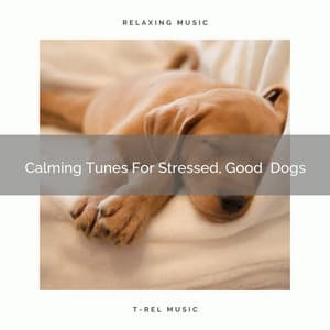 Calming Tunes For Stressed, Good Dogs - Pets Total Relax
