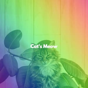 Cat's Meow - Cats Music Den