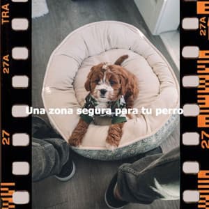 Una zona segura para tu perro - Weekend Jazz Chillout