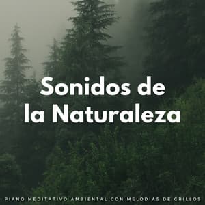 Sonidos De La Naturaleza: Piano Meditativo Ambiental Con Melodías De Grillos - Grillos Cantantes