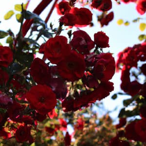 ! ! ! ! ! ! Linda Floresta Relaxante da Paz Piano para Relaxar - Alan Baratieri