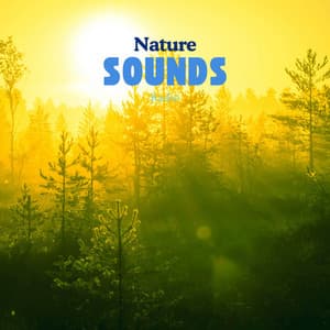 Pines of Greenery - Nature Sounds Radio