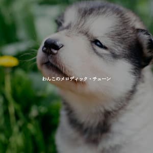 わんこのメロディック・チューン - Jazz Rilassante Retro