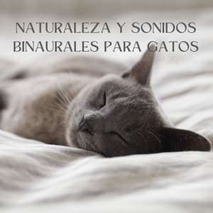 Bigotes Tranquilos: Naturaleza Y Sonidos Binaurales Para Gatos - Binaurales Colectivo