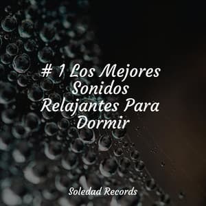 # 1 Los Mejores Sonidos Relajantes Para Dormir - Musica para Dormir Dream House