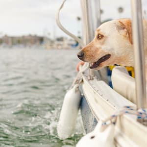 Ocean Vibes: Music for Pets - Dreamy Thoughts
