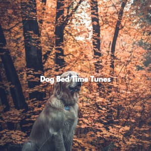 Dog Bed Time Tunes - Cooking Music Fun