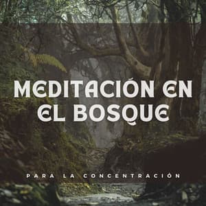 Meditación en el Bosque para la Concentración - Siente la naturaleza