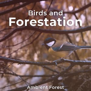 Birds and Forestation - Ambient Forest