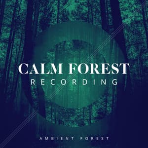 Calm Forest Recording - Ambient Forest