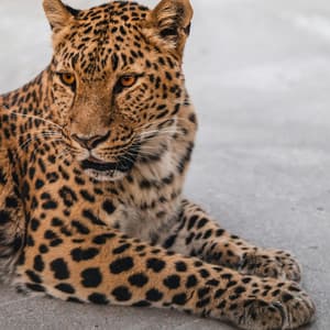 Animals & Instinct - Penny Sound