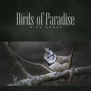 Birds of Paradise - Bird Songs