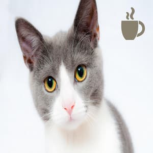 Cat Café Background Jazz - Cat Café Music