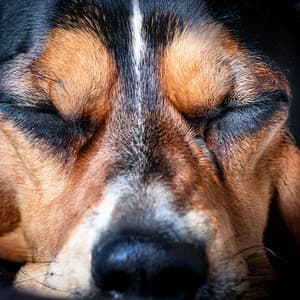Music For Dogs And Soothing Companionship - Music for Dogs Playlist
