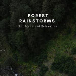 Forest Rainstorms For Sleep And Relaxation - Natural Sounds Selections
