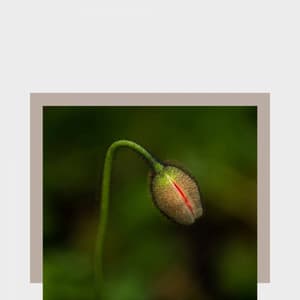 Peaceful - Mindfulness - Spa Music Playlist