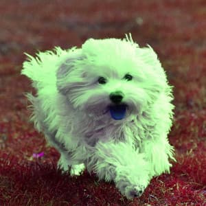 Astonishing Ambiance for Agile Pups - Calming Dog Jazz Classics