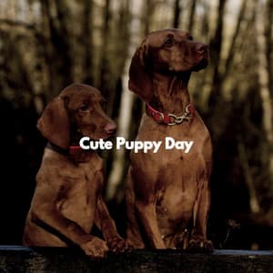 Cute Puppy Day - Cena Musica Ambiente