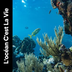 L'océan C'est La Vie - Vagues De L'Ocean