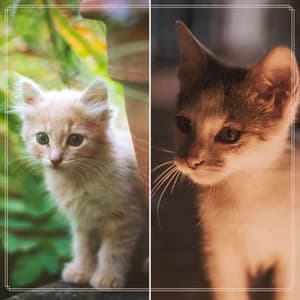 Background Music for Favorite Kittens - Calm Music for Cats