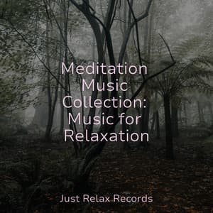 Meditation Music Collection: Music for Relaxation - Música Para Meditar y Relajarse