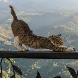 Rainy Cat Moments: Serene Waters and Chill Sound Bliss - Rain In Spain