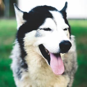 Music for Mans Best Friend - Trumpet and Alto Sax - Relaxing Dogs