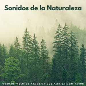 Sonidos De La Naturaleza: Coro De Insectos Atmosféricos Para La Meditación - Naturaleza nativa americana