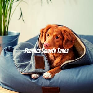 Pooches Smooth Tunes - Dog Chill Out Music