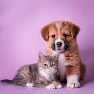 Melodías Relajantes Para Mascotas: Vibraciones De Lofi Y Relajación - Emisiones otoacústicas