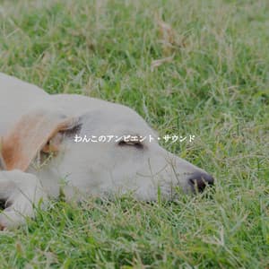 わんこのアンビエント・サウンド - Lounge Music for Restaurants