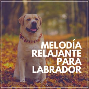 Melodía Relajante para Labrador - Biblioteca de Música Para Mascotas