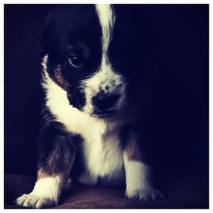 Music for Dog's Ears - Dog Music