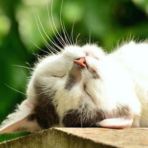 Piano Rain's Cat Naptime Oasis - Piano for cats