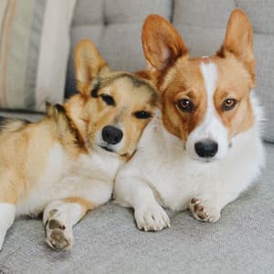 Harmonic Dog Bark: Blissful Jazz Lounge Harmony - The Happy Jazz Lounge