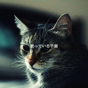 眠っている子猫 - Relaxing Instrumental Jazz Cafe