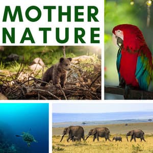 Mother Nature – Music to Connect You with Nature, Forest Wind and Sound of Water - Serena Wood