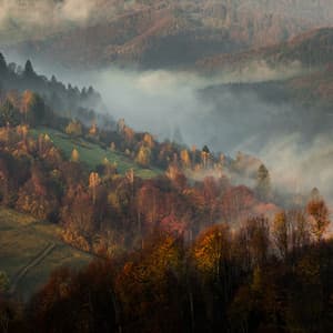 Yellow Memories - Sonidos de Armonía