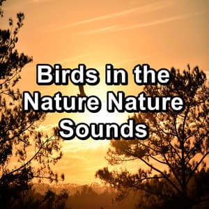 Birds in the Nature Nature Sounds - Bird Sounds 2016
