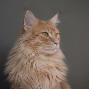 Whisker Wonders: Music for Joyful Cats - Cat Songs