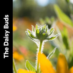 The Daisy Buds - Organic Nature Sounds