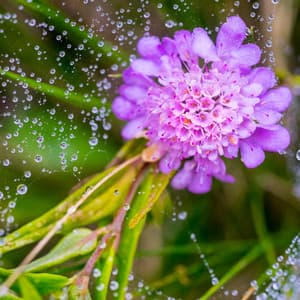 Rainfall Reverie: Relaxing Music Raindrop Symphony - Rain Drops for Sleep
