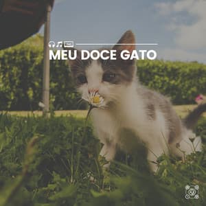 Meu Doce Gato - Musica para Gatos